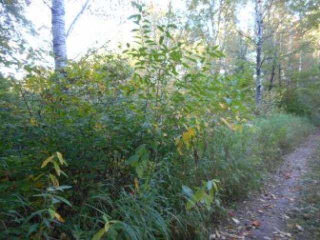 Near High Bridge Trail Phillips, WI 54555 - Photo 5 of 6 Gallery Image 5