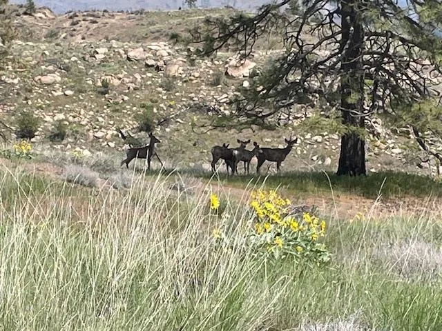 $119,000 | 2 Hart Road, Davenport, WA 99122