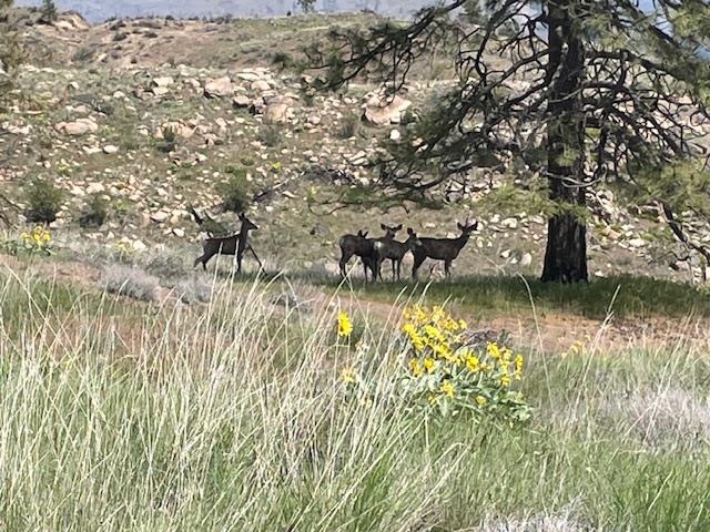 2 Hart Road Davenport, WA 99122 - Photo 2 of 25