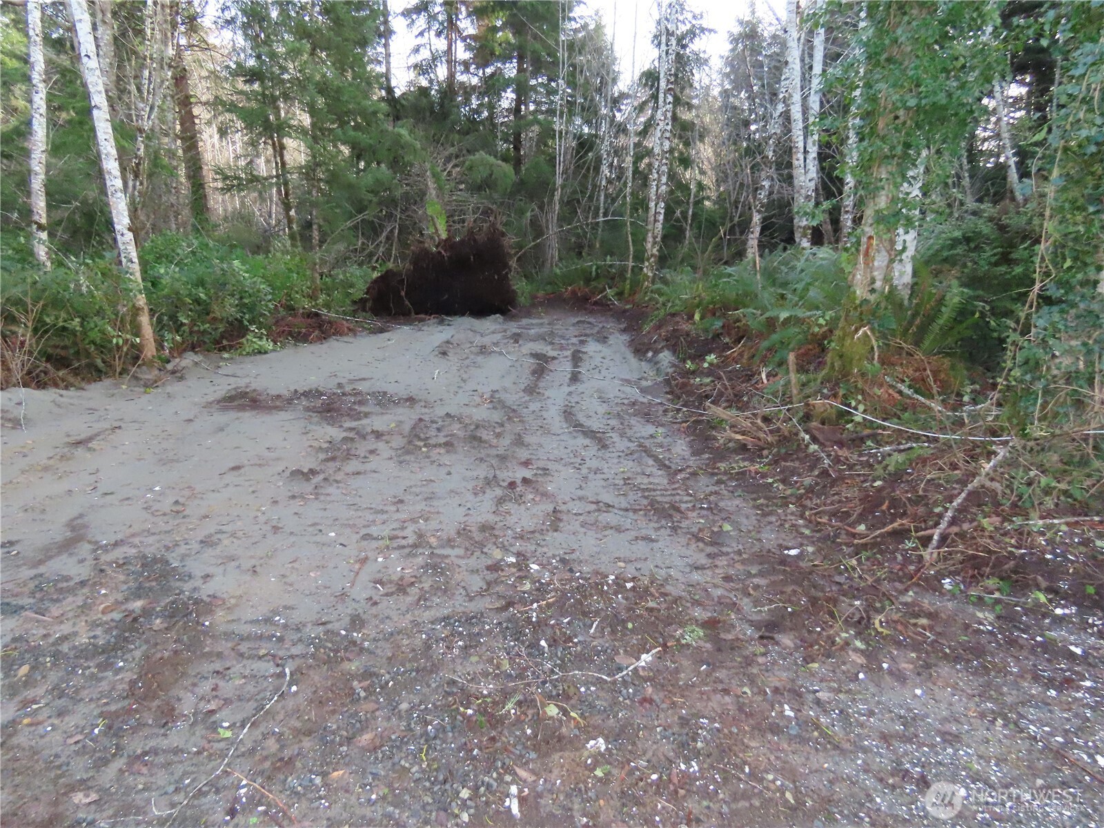 0 Oregon Lane Aberdeen, WA 98520 - Photo 11 of 11 a view of a forest with trees in the background