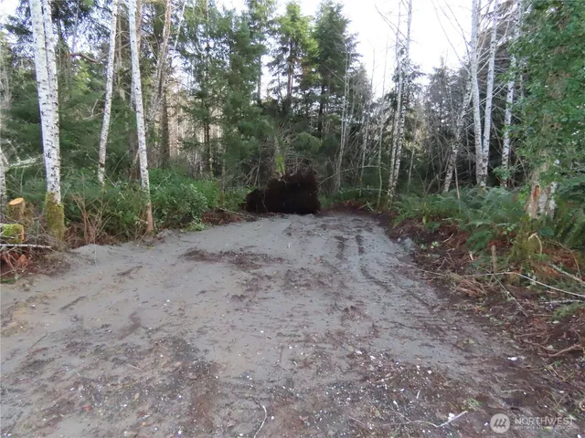 a view of a forest with trees in the background