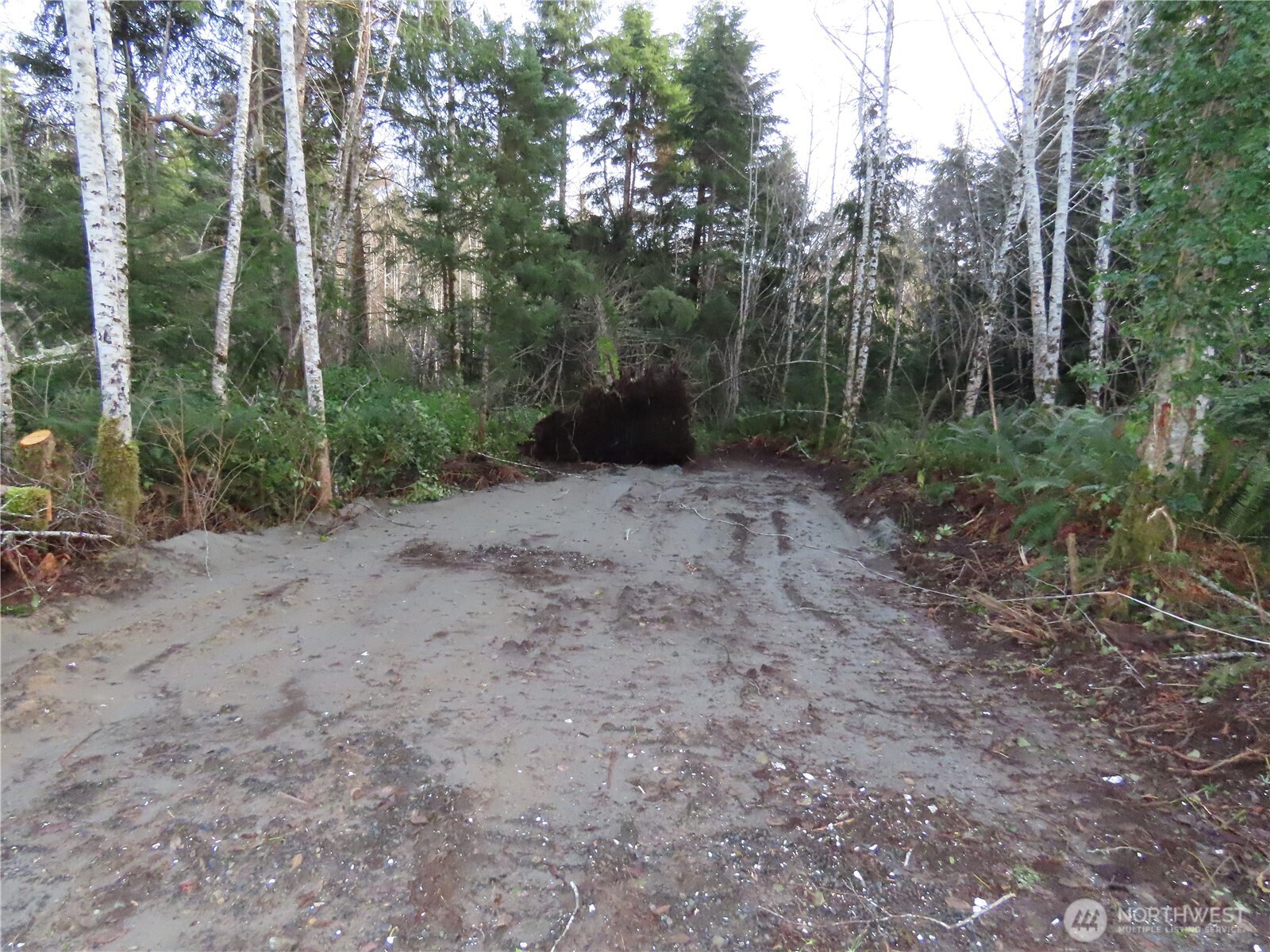 0 Oregon Lane Aberdeen, WA 98520 - Photo 3 of 11 a view of a forest with trees in the background