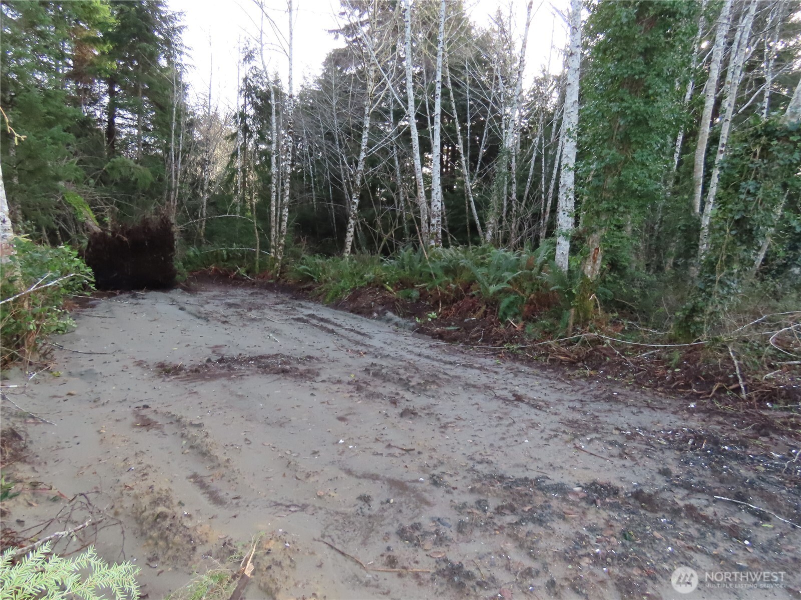 0 Oregon Lane Aberdeen, WA 98520 - Photo 4 of 11 a view of a forest with trees in the background