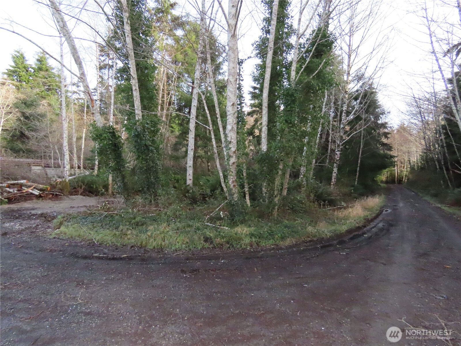 0 Oregon Lane Aberdeen, WA 98520 - Photo 5 of 11 a view of a forest filled with trees