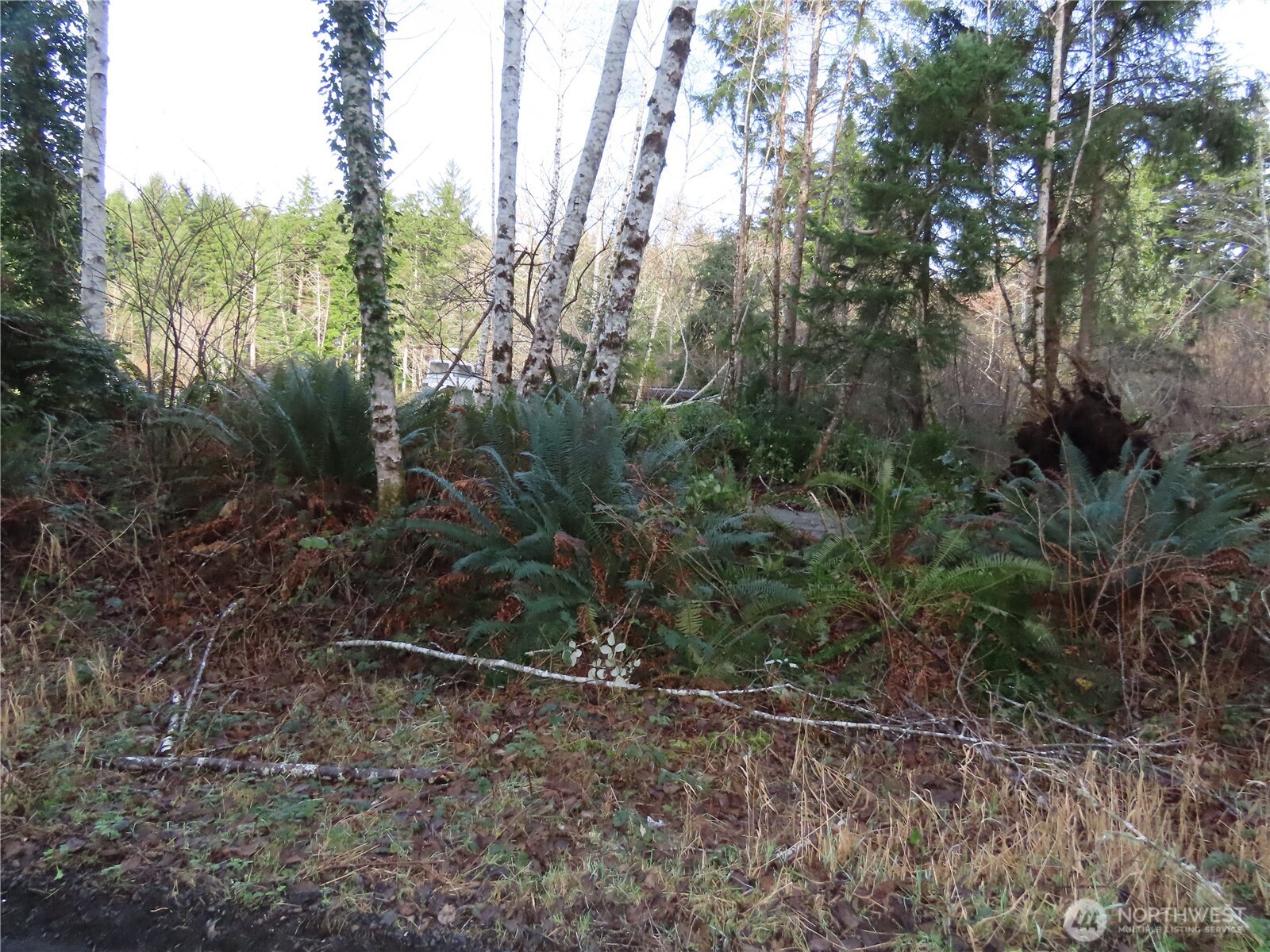 0 Oregon Lane Aberdeen, WA 98520 - Photo 6 of 11 a view of a yard
