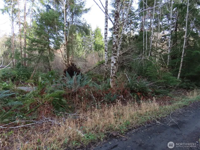 a view of a lush green forest
