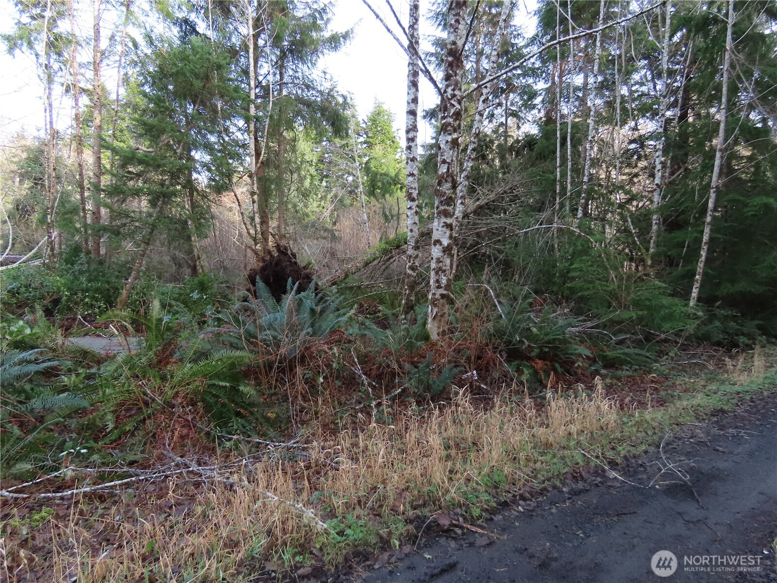 0 Oregon Lane Aberdeen, WA 98520 - Photo 7 of 11 a view of a lush green forest