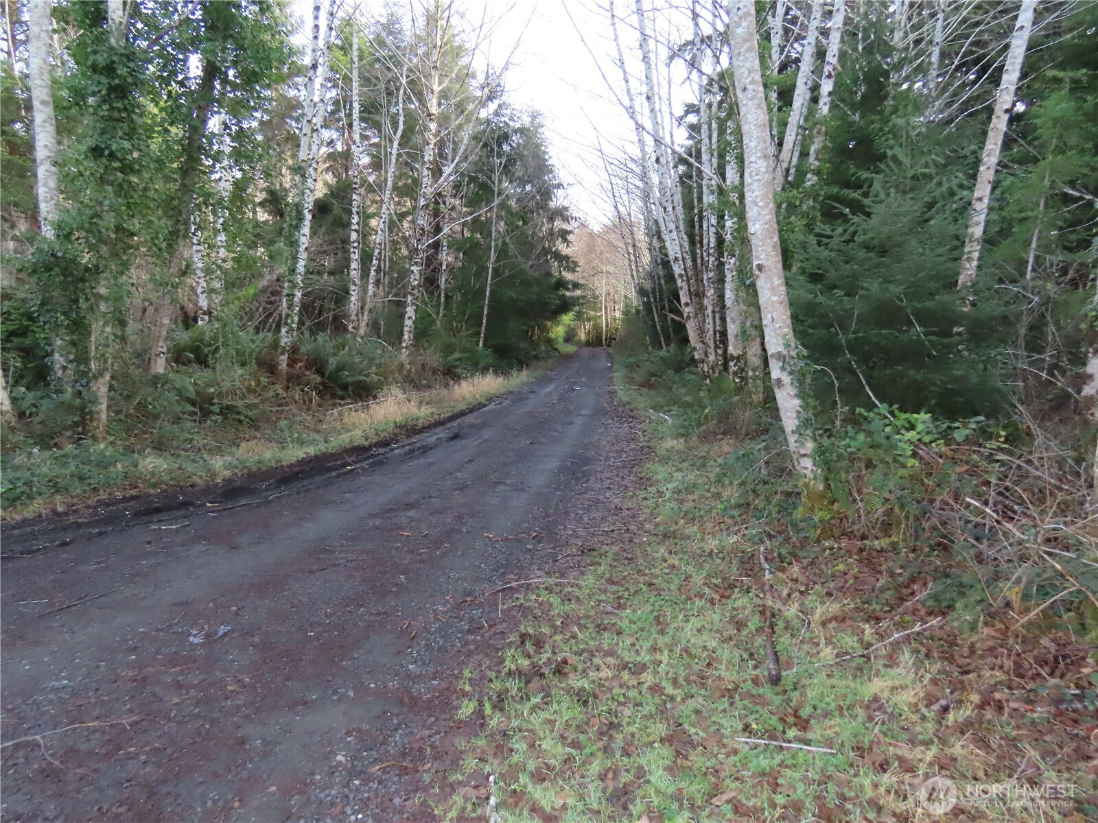 0 Oregon Lane Aberdeen, WA 98520 - Photo 9 of 11 a view of a forest with trees in the background