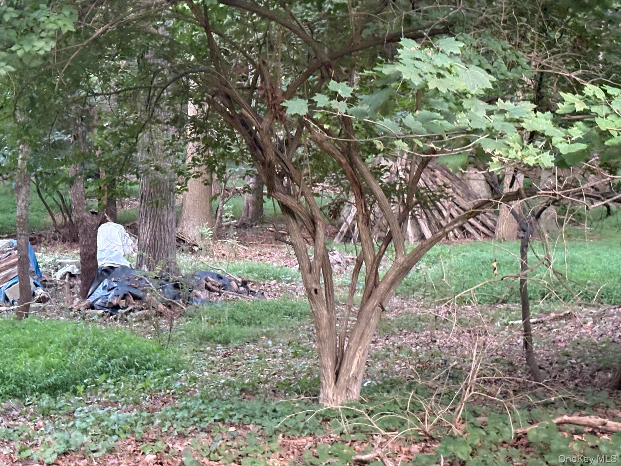 Dark Hollow Road Port Jefferson, NY 11777 - Photo 3 of 6 a view of a trees in front of a house