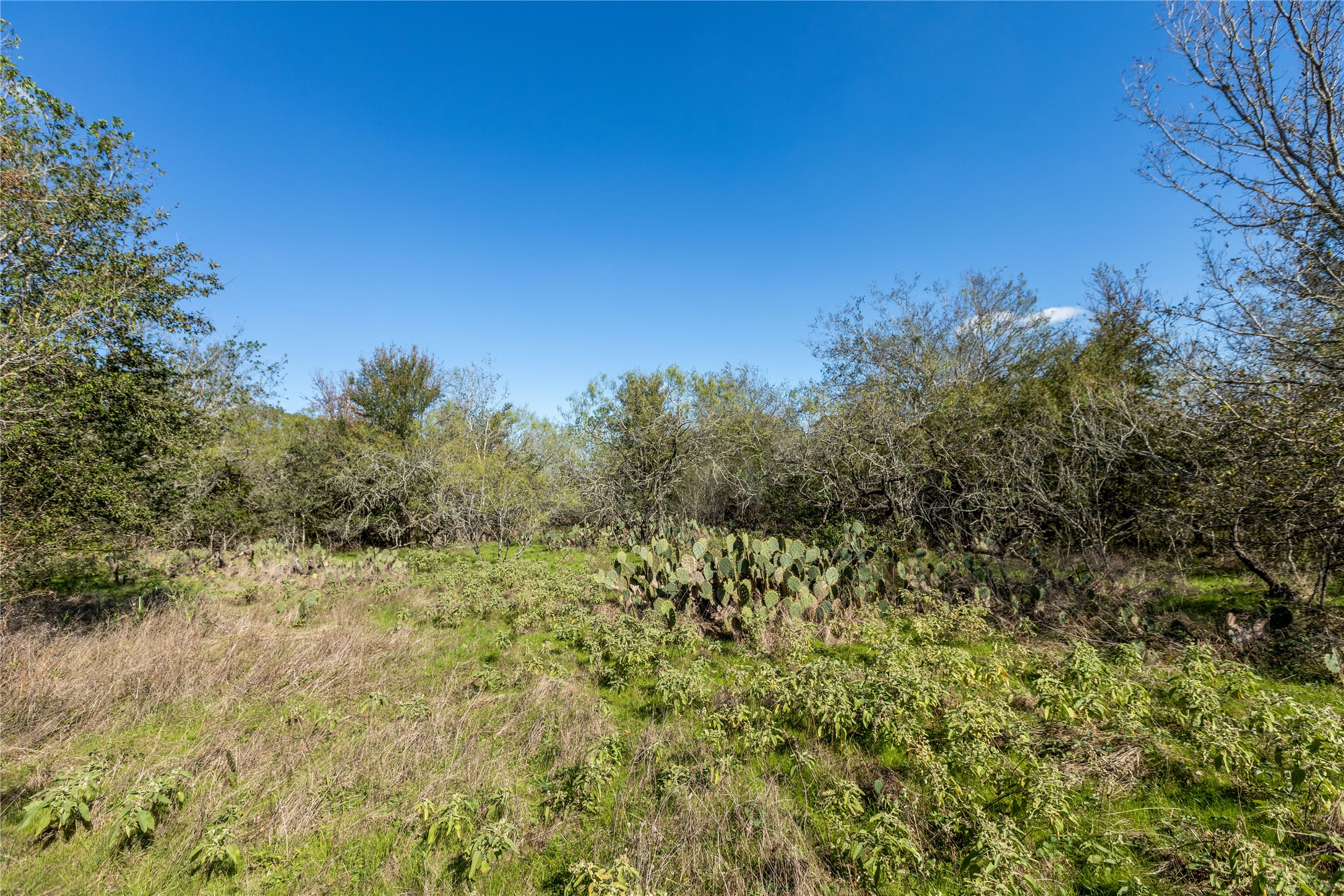 105 Crooked Road Dale, TX 78616 - Photo 11 of 11 a view of a yard with a tree