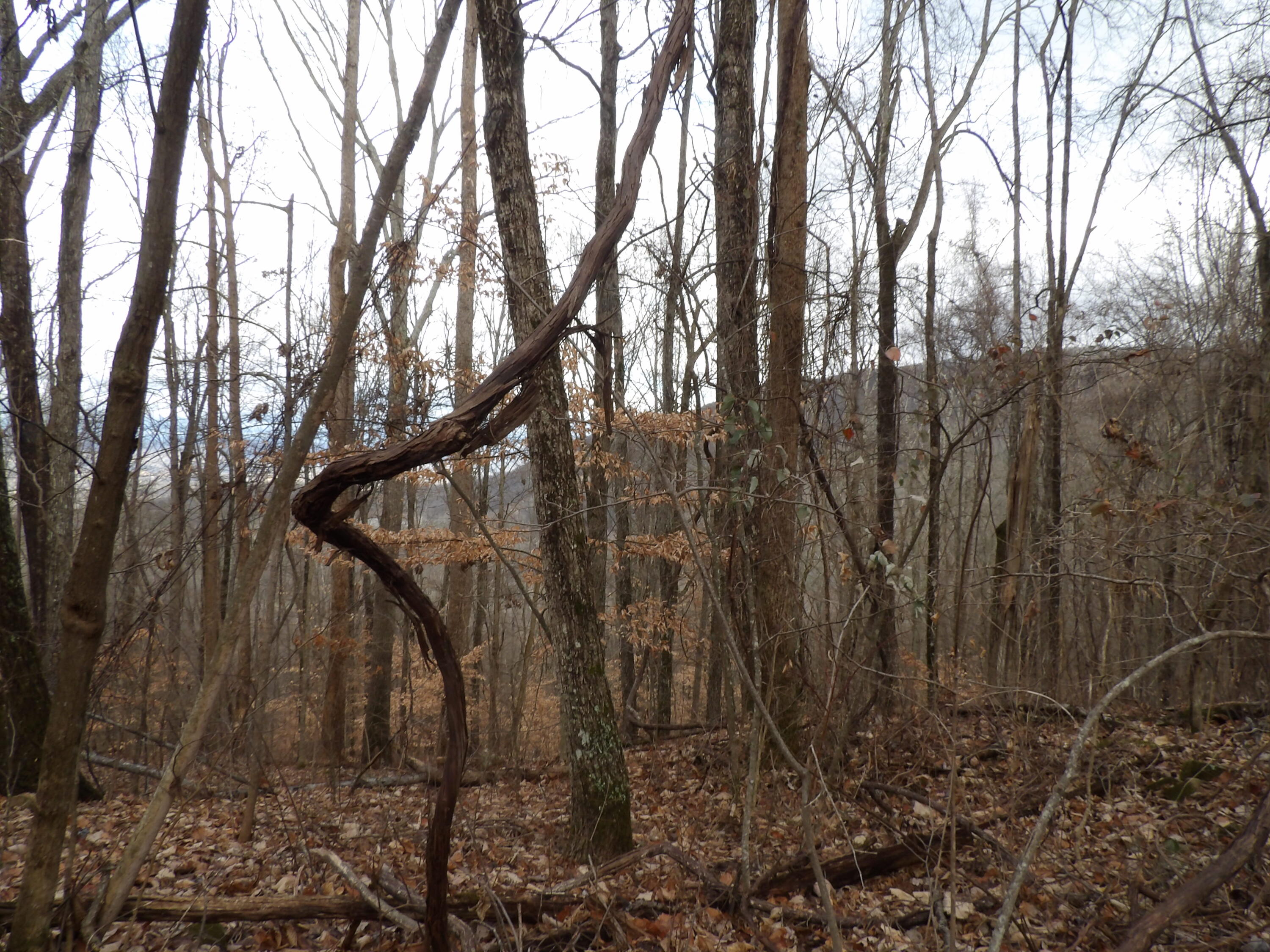83 Cherokee Ridge Road Pikeville, TN 37367 - Photo 3 of 9 100_5166