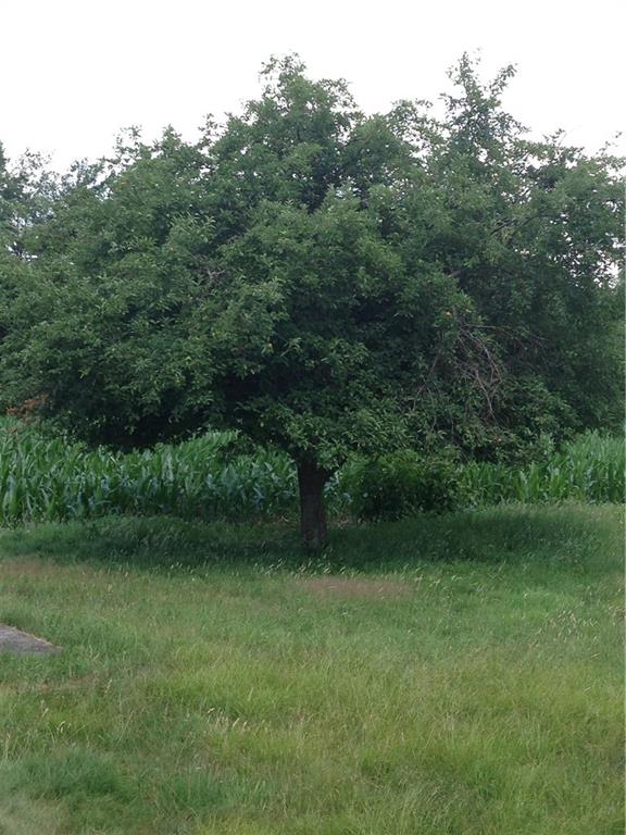 0 Hidden Acres Road Rochester Mills, PA 15771 - Photo 22 of 25 Large apple tree with plenty of apples available for fall picking!
