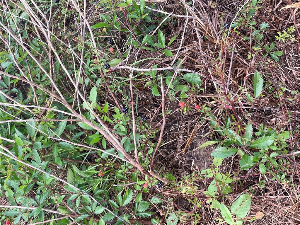 1692 Henry Prairie Road Franklin, TX 77856 - Photo 33 of 42