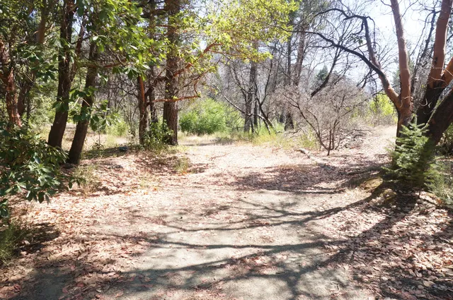 a view of a yard with trees
