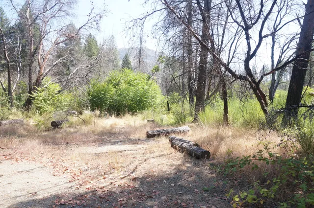 a view of a yard with plants and trees
