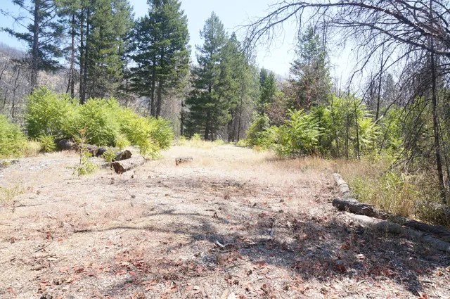 a view of a yard with a tree