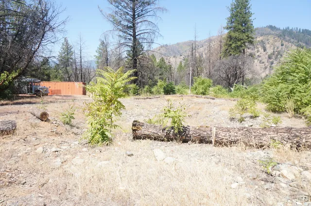 a view of a yard with plants and trees