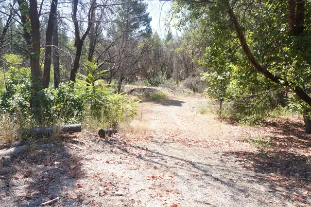 a view of a yard with plants and trees
