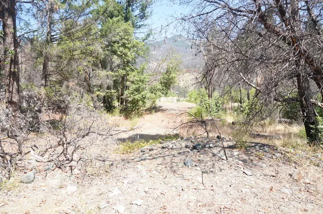 a view of a yard with large trees
