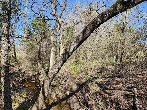 a view of a yard with a tree