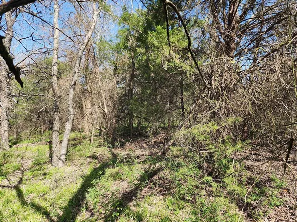 a view of a yard with a tree