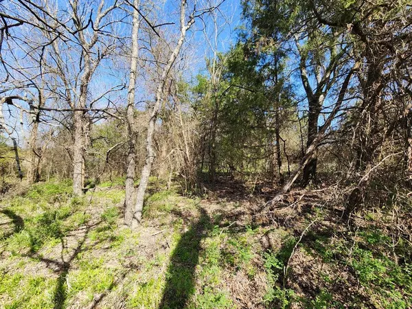 a view of a yard with plants and trees
