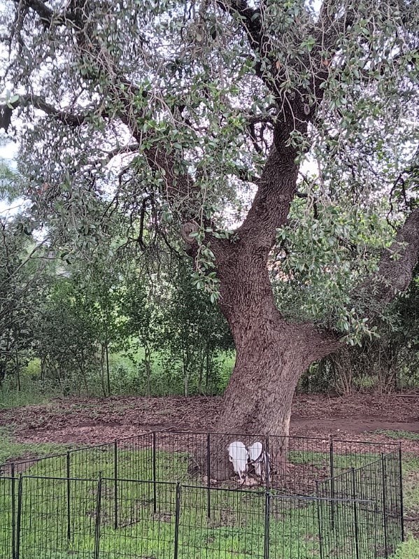 1404 Stengel Street Mason, TX 76856 - Photo 19 of 24