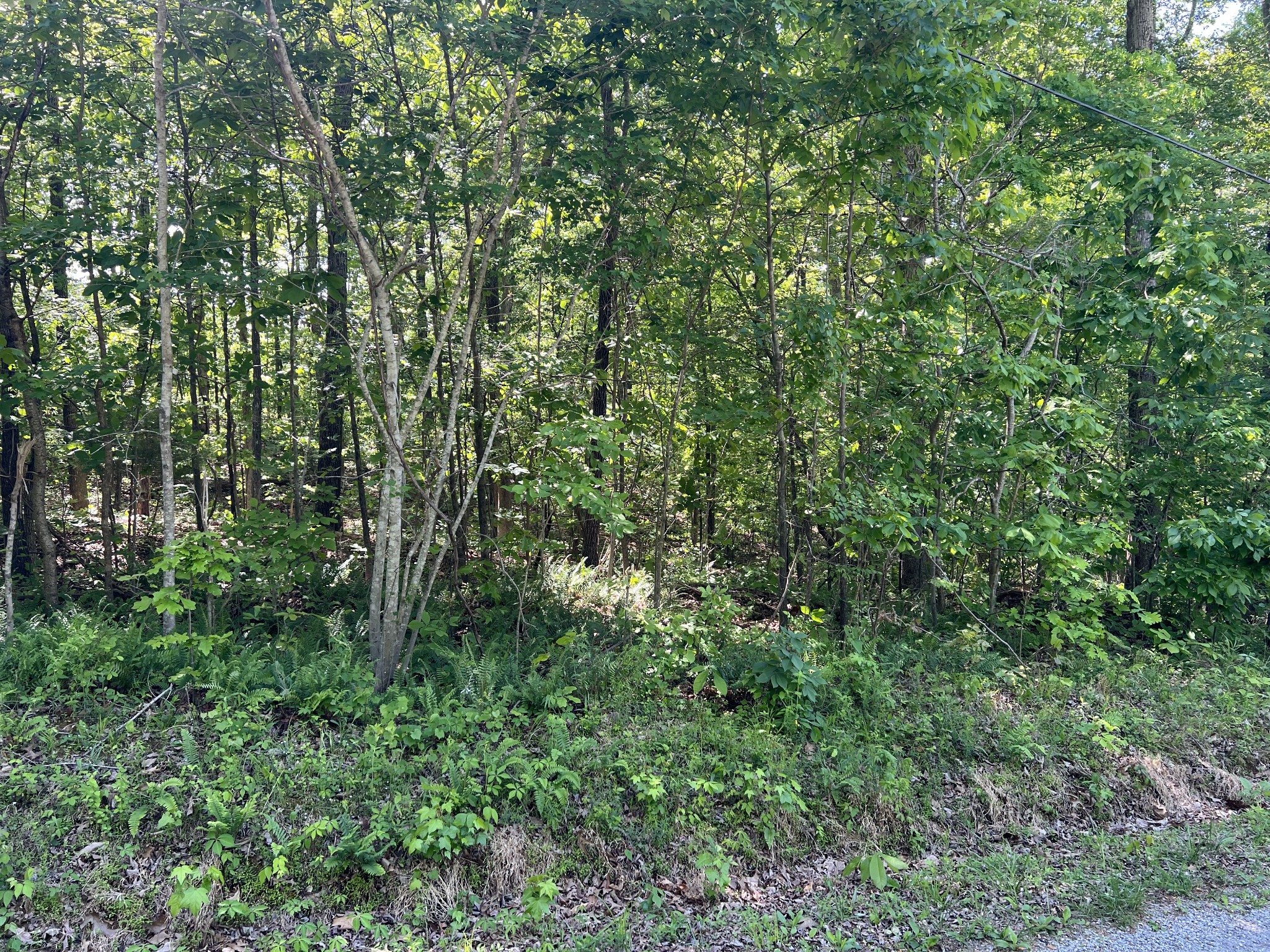 a view of a lush green forest