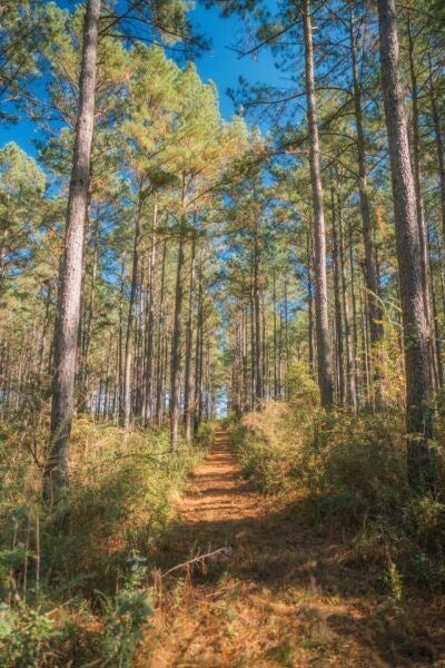 40.83-ac Bold Springs Road Ochlocknee, GA 31773 - Photo 7 of 14 Gallery Image 7