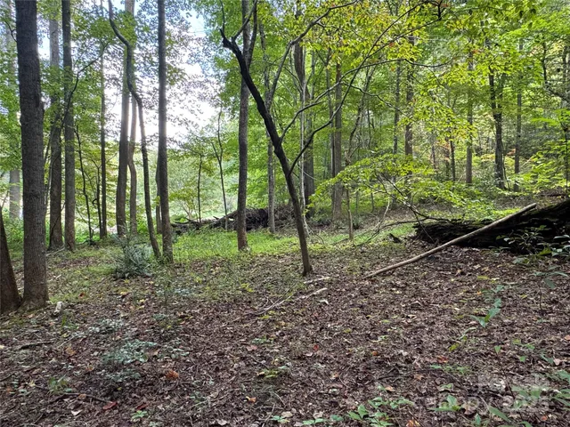 a view of a backyard with large trees