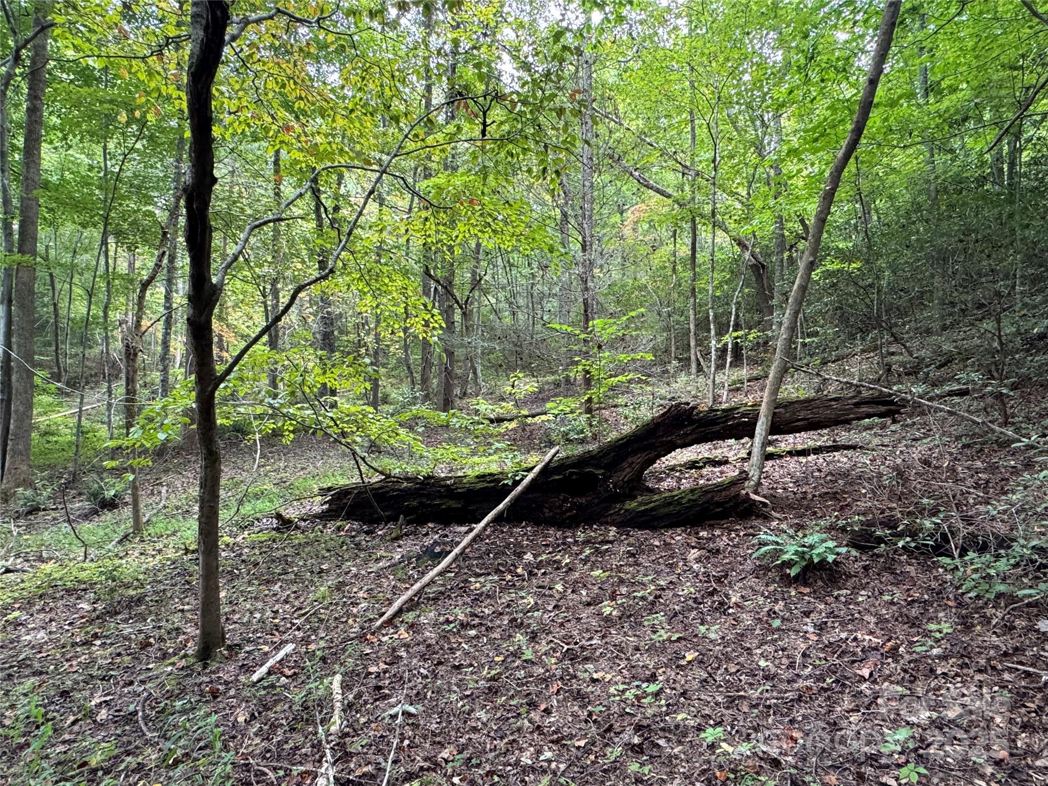 36 Bee Tree Point Court Lake Lure, NC 28746 - Photo 13 of 38 a view of a backyard with large trees