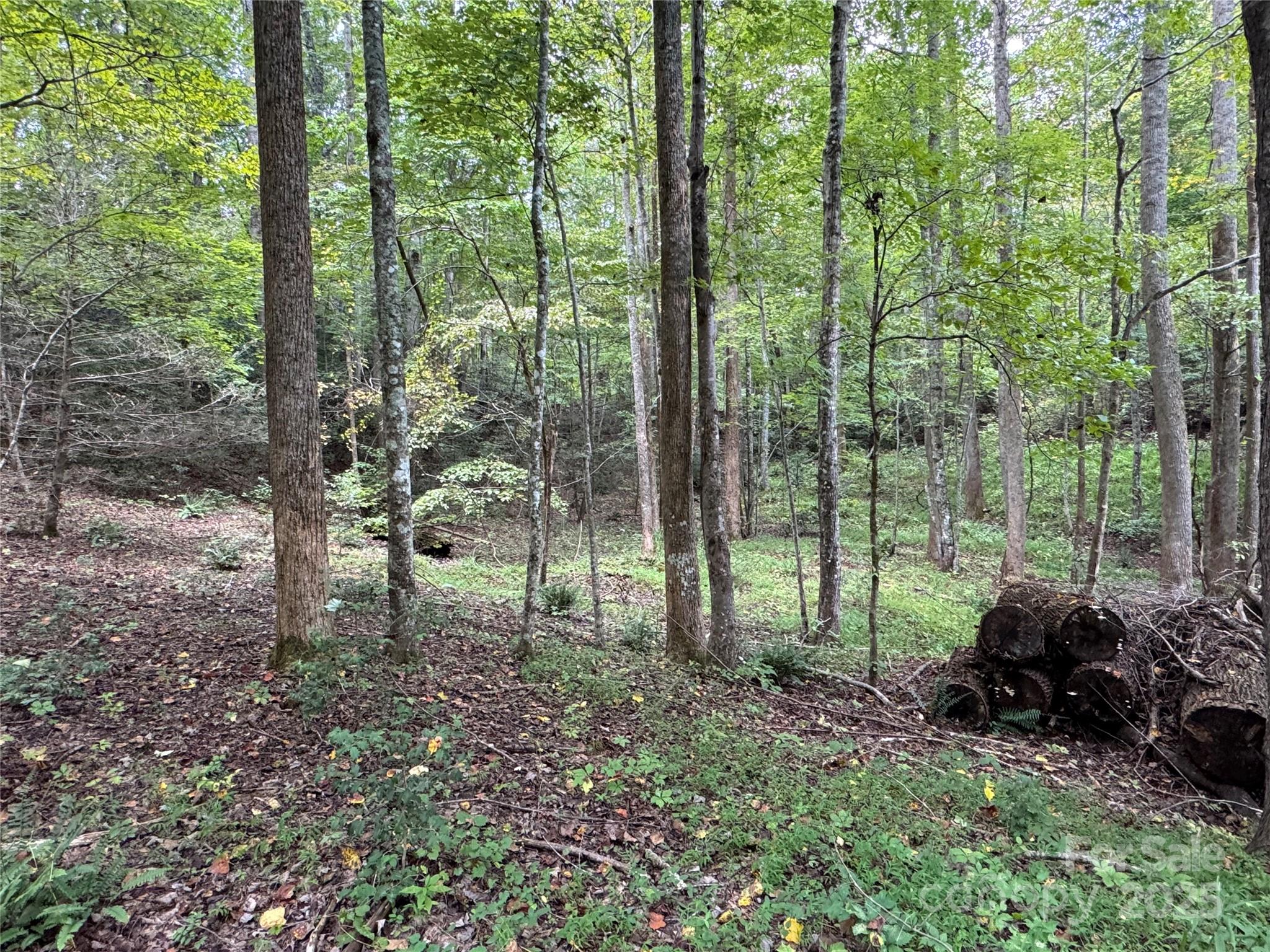 36 Bee Tree Point Court Lake Lure, NC 28746 - Photo 14 of 38 a view of forest