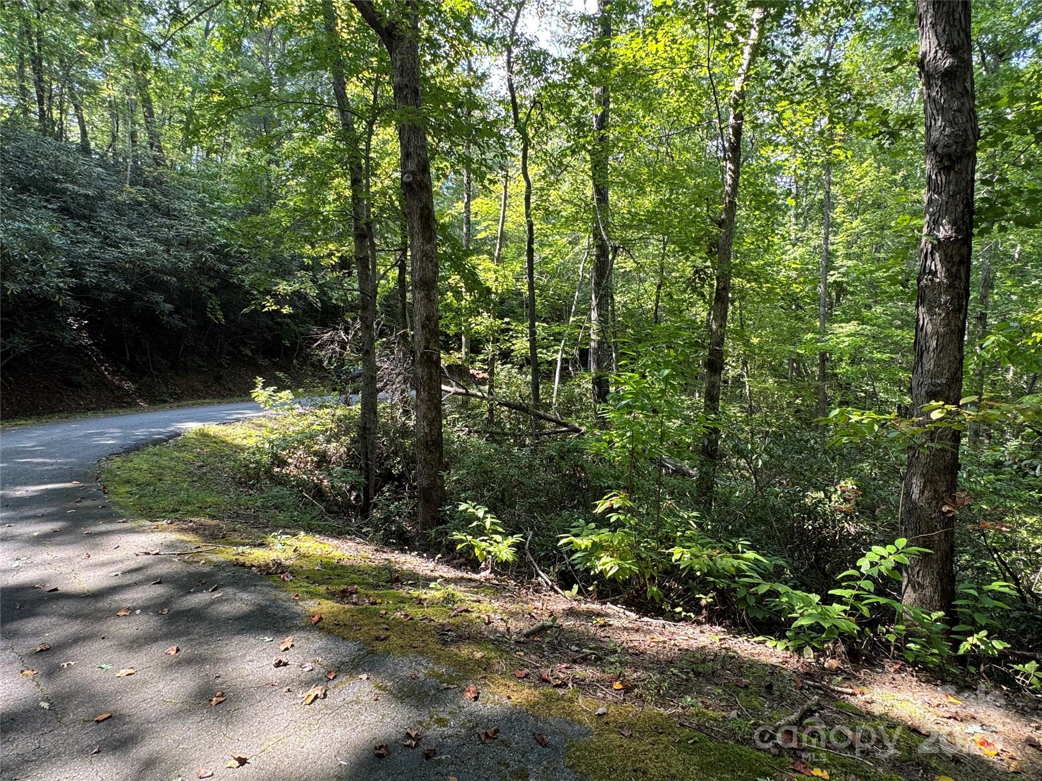 36 Bee Tree Point Court Lake Lure, NC 28746 - Photo 16 of 38 a view of a yard with plants and large trees