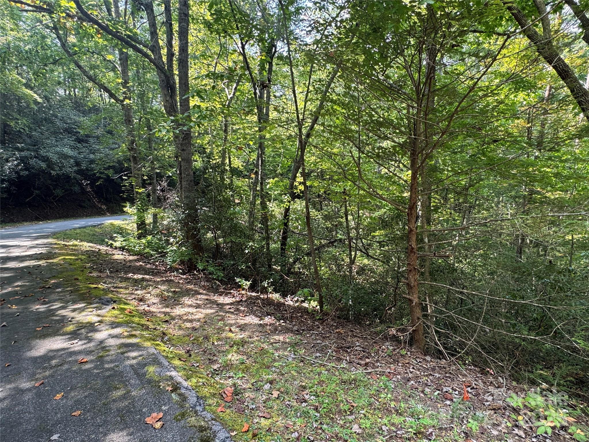 36 Bee Tree Point Court Lake Lure, NC 28746 - Photo 17 of 38 a view of a yard with plants and large trees