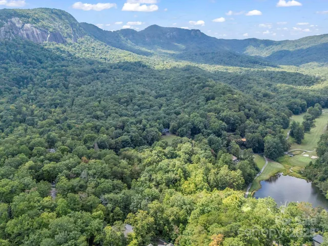 a view of a lush green forest with a tree