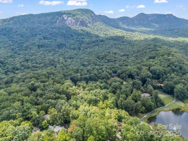 a view of a forest with a street