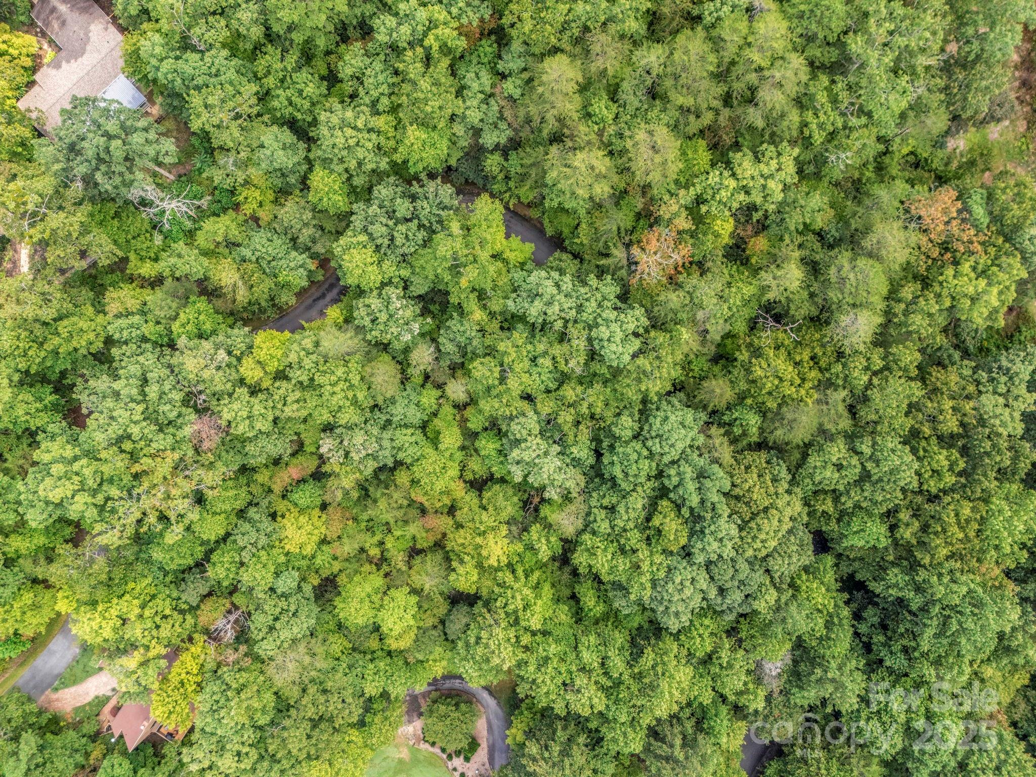 36 Bee Tree Point Court Lake Lure, NC 28746 - Photo 36 of 38 a view of a lush green forest with a tree