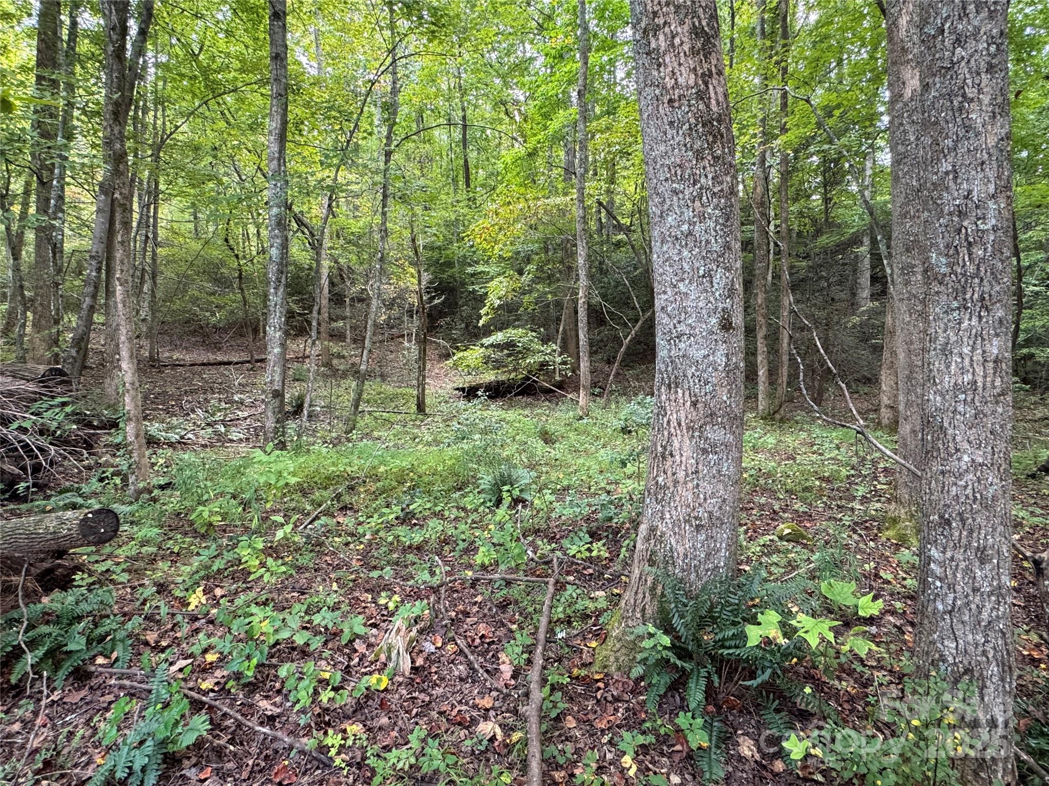 36 Bee Tree Point Court Lake Lure, NC 28746 - Photo 10 of 38 a view of forest