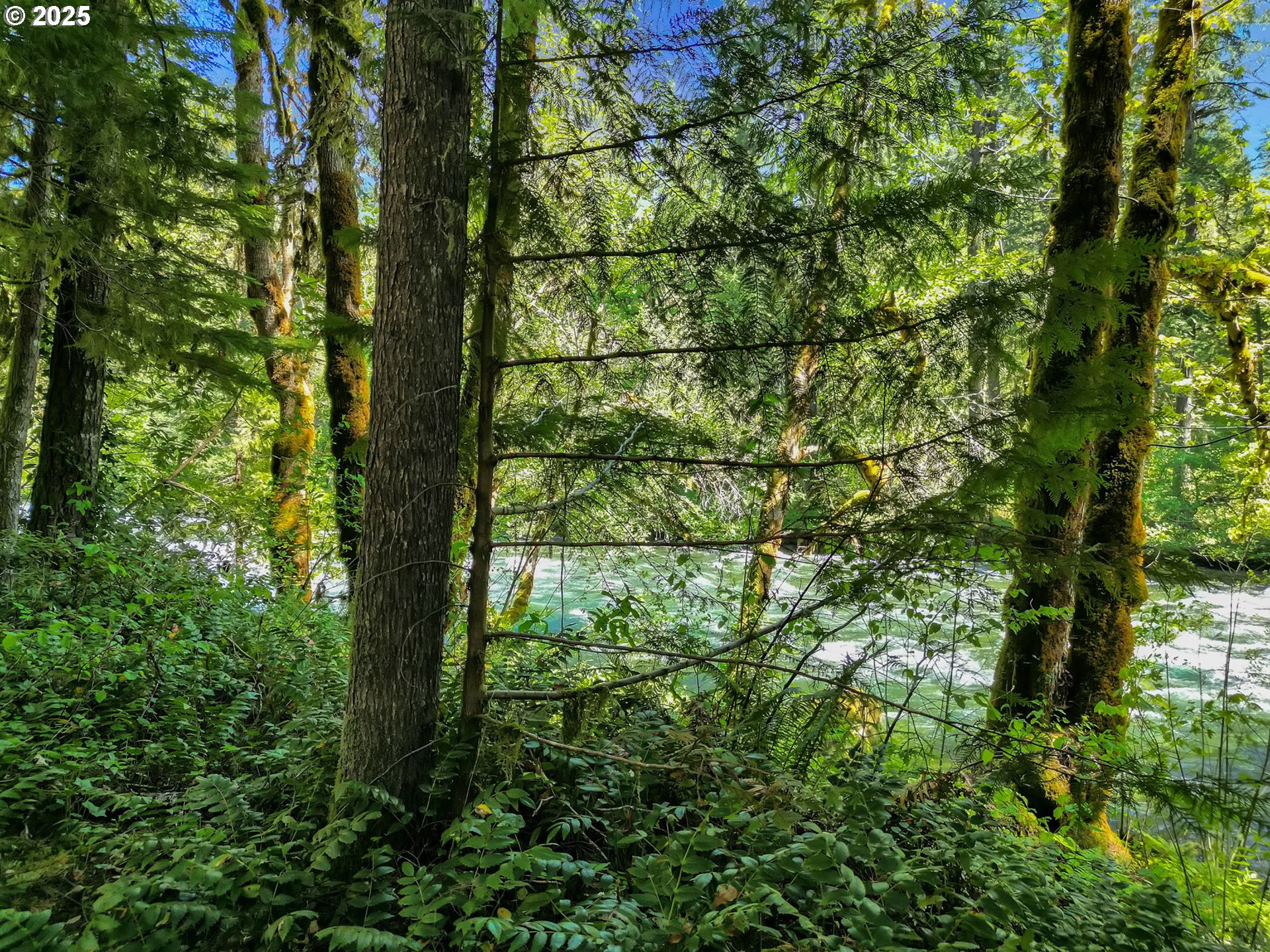 55690 McKenzie River Drive Blue River, OR 97413 - Photo 12 of 41 a view of a yard