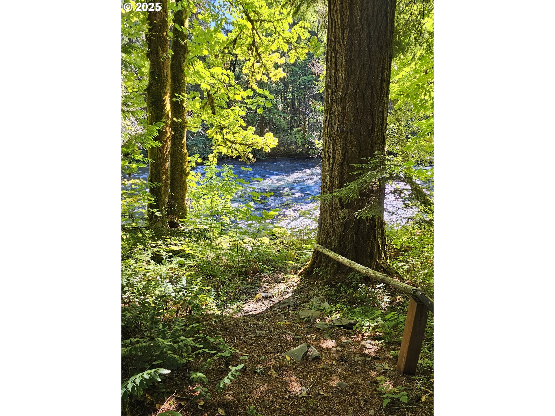 55690 McKenzie River Drive Blue River, OR 97413 - Photo 13 of 41 a close up of a plant in a garden