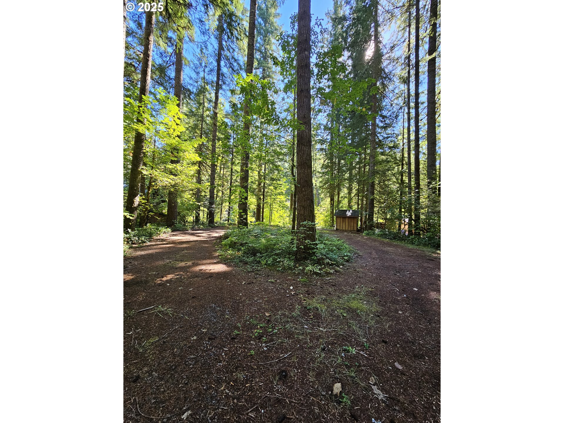 55690 McKenzie River Drive Blue River, OR 97413 - Photo 14 of 41 a view of a garden with trees