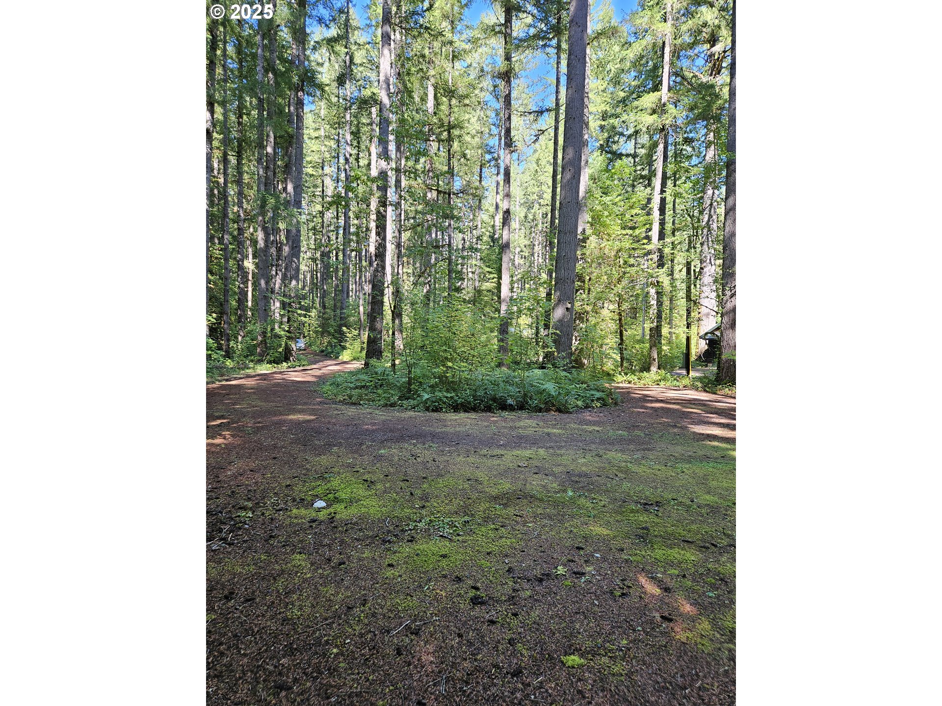 55690 McKenzie River Drive Blue River, OR 97413 - Photo 15 of 41 a view of a yard with tall trees