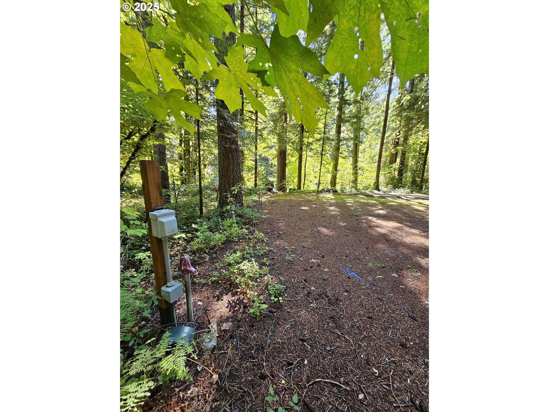 55690 McKenzie River Drive Blue River, OR 97413 - Photo 17 of 41 a view of a yard with plants and trees