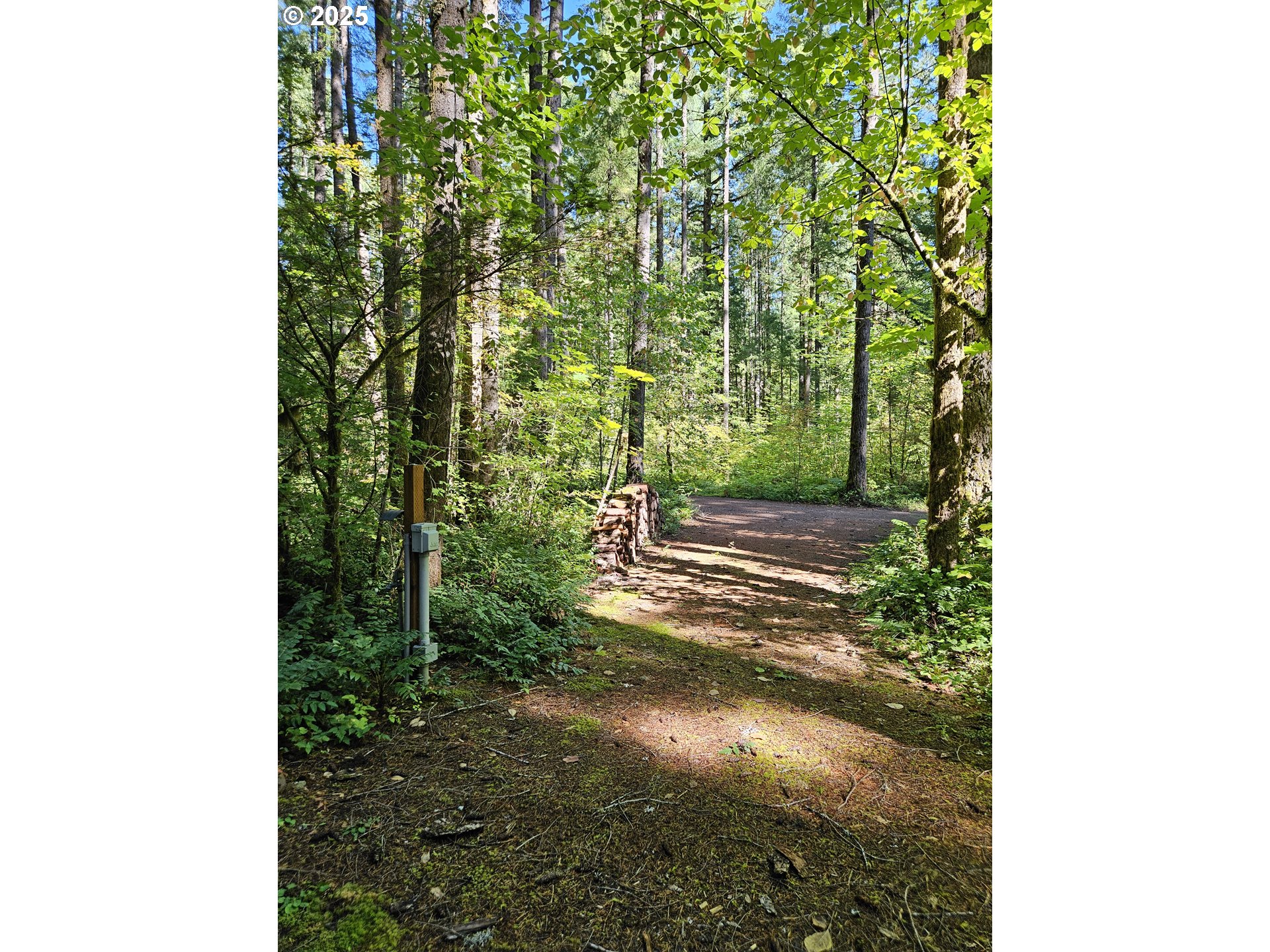 55690 McKenzie River Drive Blue River, OR 97413 - Photo 19 of 41 a view of a yard with plants and large trees