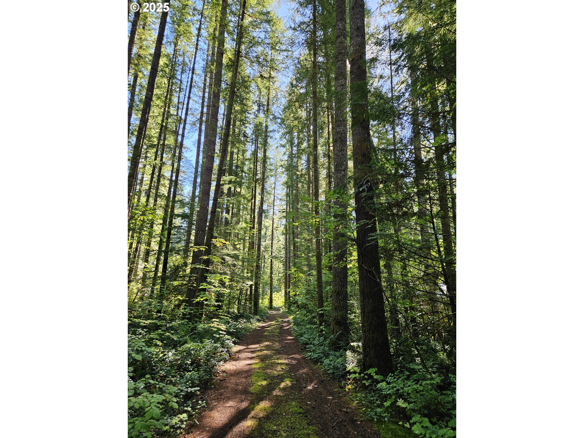 55690 McKenzie River Drive Blue River, OR 97413 - Photo 20 of 41 a close up of a plant in a garden