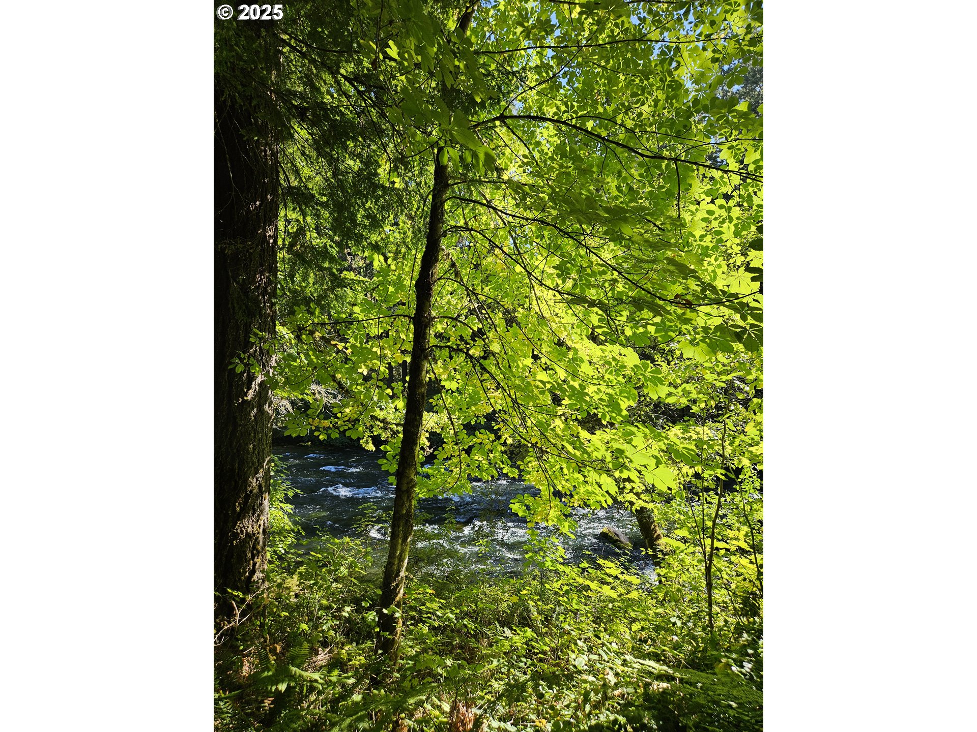 55690 McKenzie River Drive Blue River, OR 97413 - Photo 26 of 41 a view of a garden