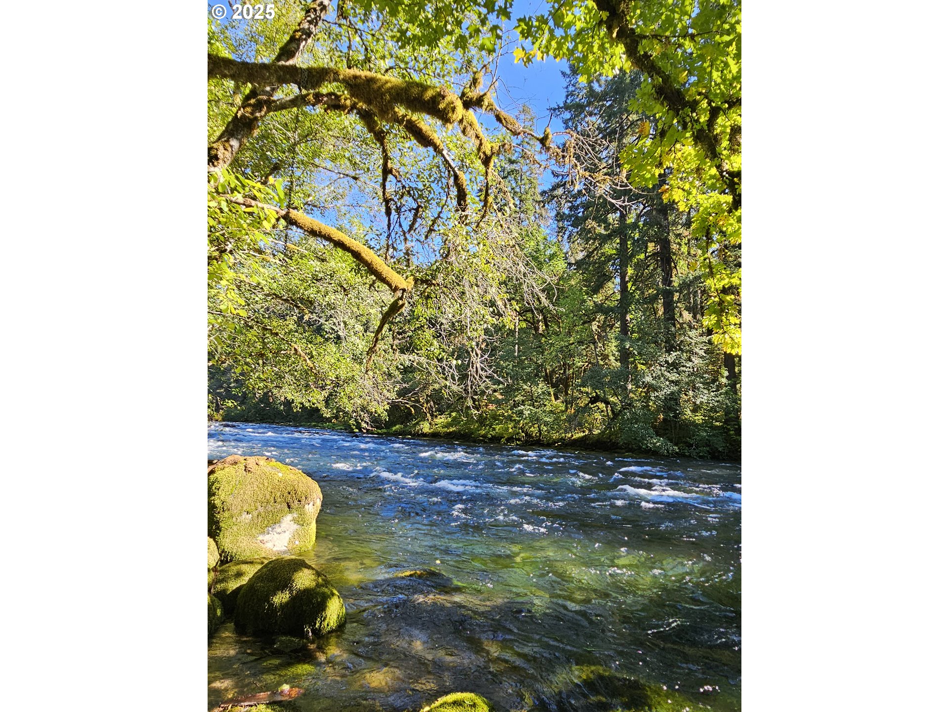 55690 McKenzie River Drive Blue River, OR 97413 - Photo 27 of 41 a view of a bunch of trees