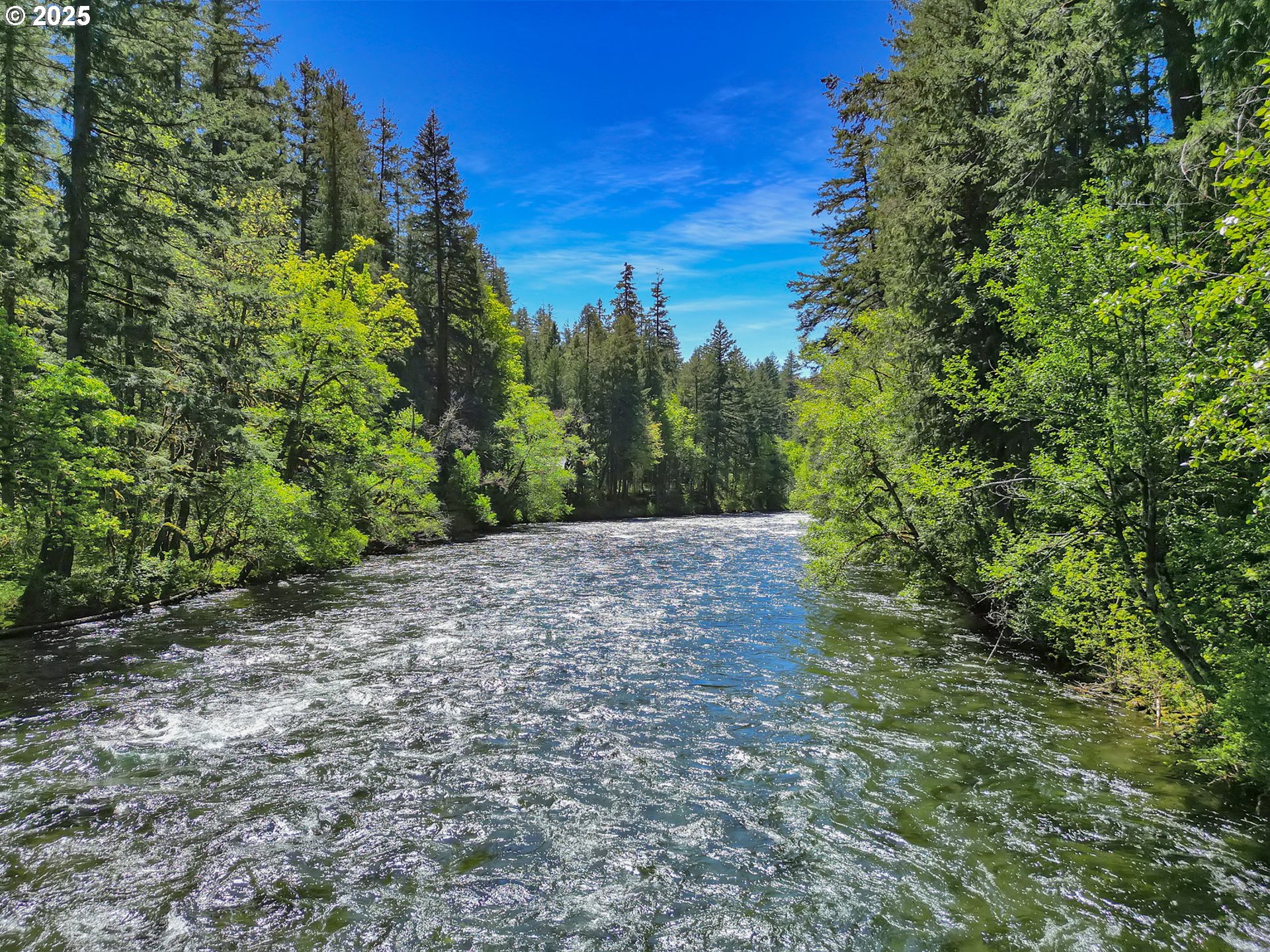 55690 McKenzie River Drive Blue River, OR 97413 - Photo 3 of 41 a view of a yard with plants and a trees