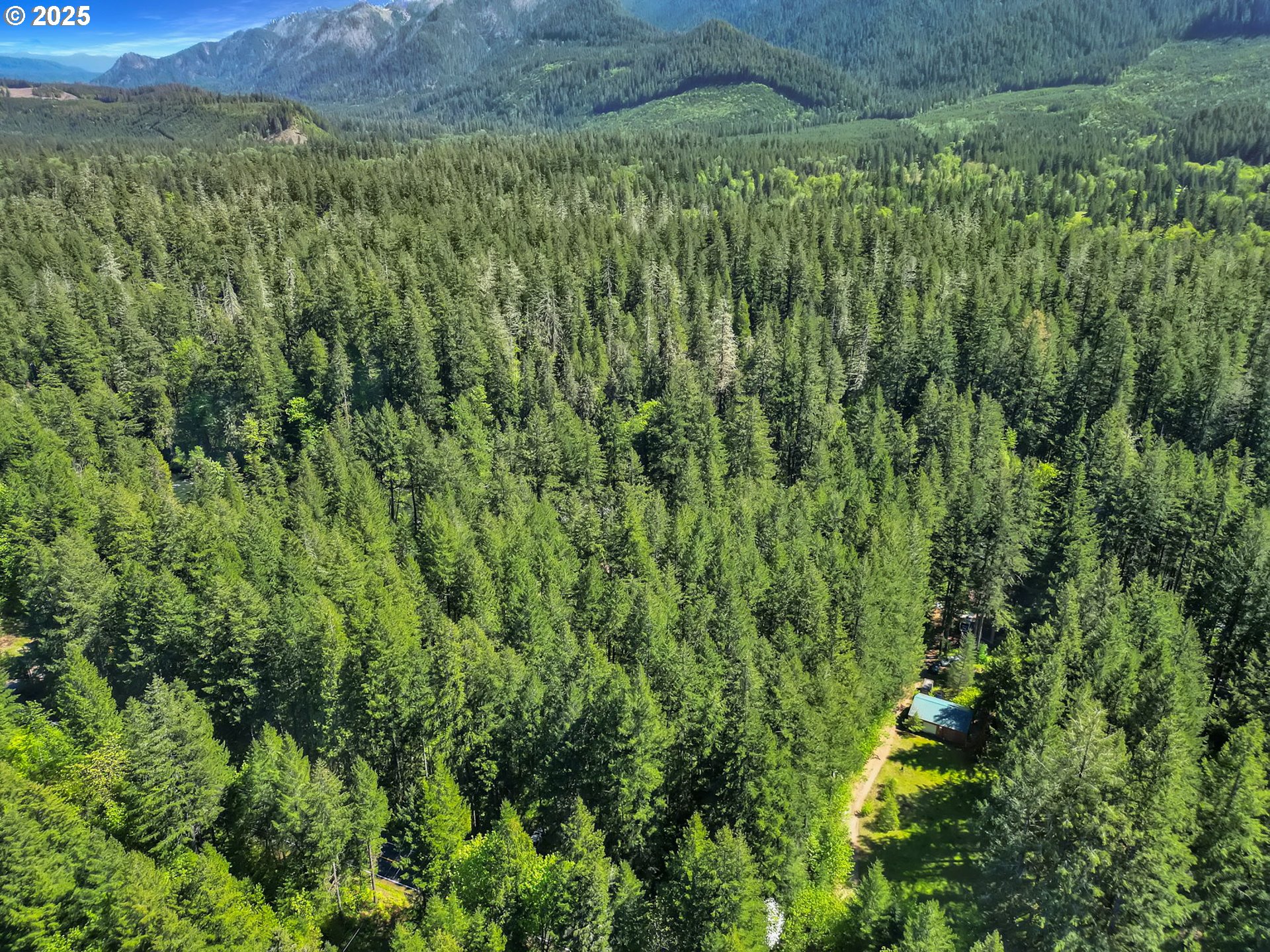55690 McKenzie River Drive Blue River, OR 97413 - Photo 31 of 41 a view of a lush green forest with a lush green forest