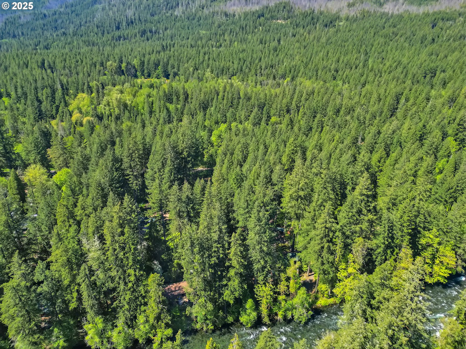 55690 McKenzie River Drive Blue River, OR 97413 - Photo 32 of 41 a view of a lush green forest